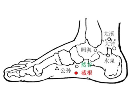 截根穴位置|截根穴:截根穴經外奇穴，又名截癌穴。【定位】位於足內側，舟。